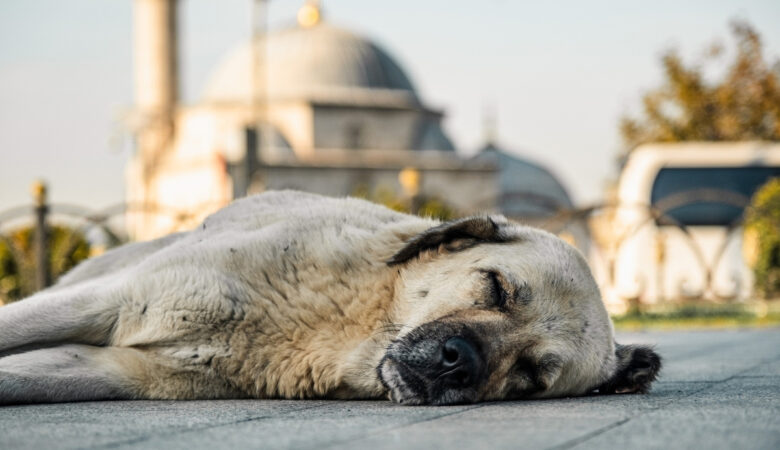 Köpeklerde Irka Özgü Sorunları Anlamak ve Önlemek
