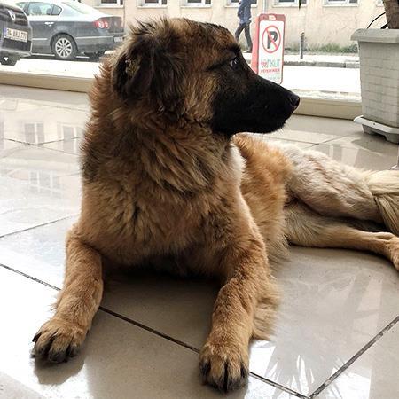 Karamel Artık Yeni Yuvasında. Mutluluklar Minik Dost.