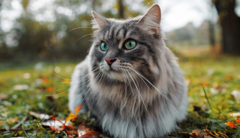 Maine Coon’larda Hipokalsemi: Genetik Testler ve Kalsiyum Takviye Programları