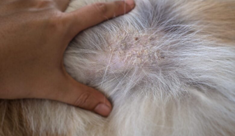Köpeklerde Seboreik Dermatit: Doğal Şampuanlar ve Omega-3 Takviyeleri