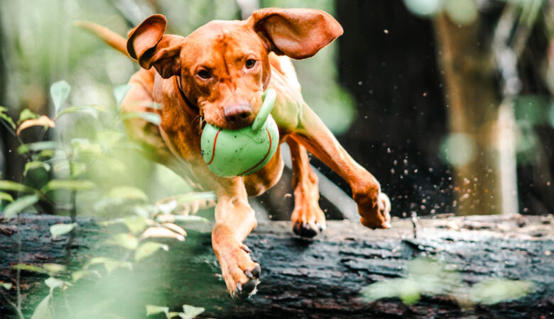 Agility Köpeklerinde Ön Çapraz Bağ Yaralanmaları: Cerrahi Olmayan Çözümler