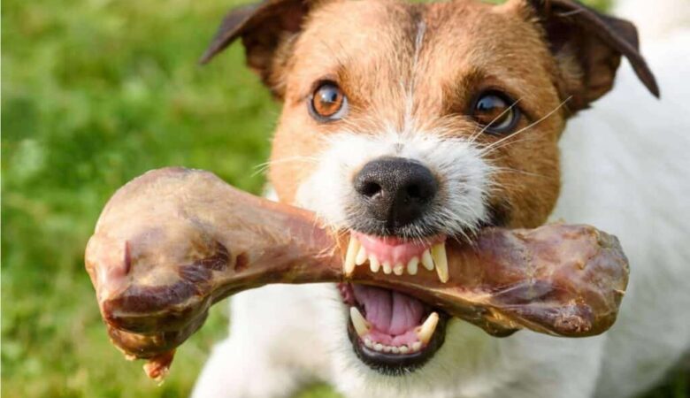 Köpeklerde Kaynak Koruma Agresyonu: Güvenli Bir Şekilde Nasıl Müdahale Edilir?