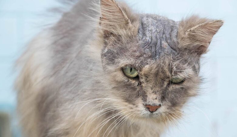 Kedilerde Alopesi: Stres Kökenli Tüy Dökülmesini Durdurma Yöntemleri