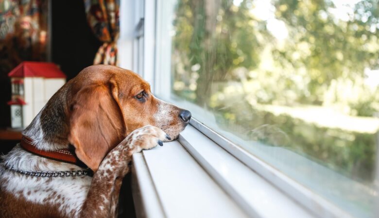 Köpeklerde Ayrılık Kaygısı: Desensitizasyon ve Farmakolojik Destek Kombinasyonu