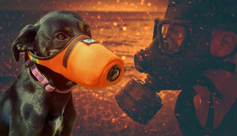 Köpeklerde Hava Kirliliği Kaynaklı Solunum Sorunları: Koruyucu Maskeler ve Beslenme