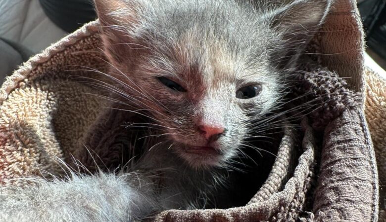 Yeni Doğan Kedilerde Fading Kitten Sendromu: Hayatta Kalma Oranını Artırma