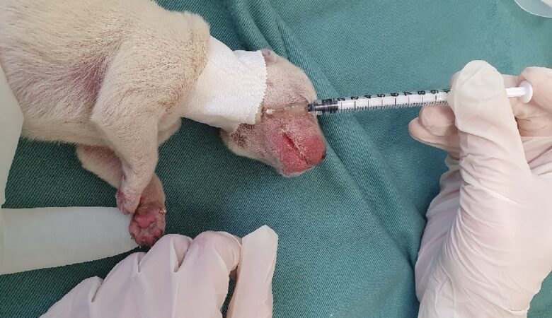Yavru Köpeklerde Hipoglisemi: Beslenme Sıklığı ve Acil Müdahale Rehberi