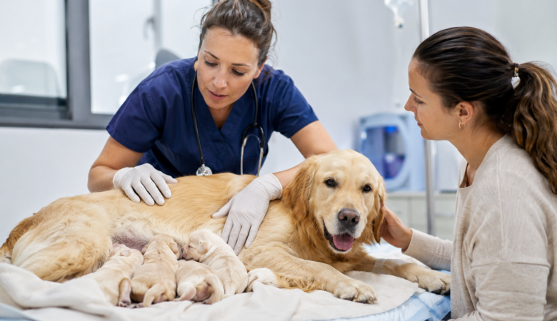 Köpeklerde Sezaryen Operasyonu: Sahiplerin Bilmesi Gerekenler